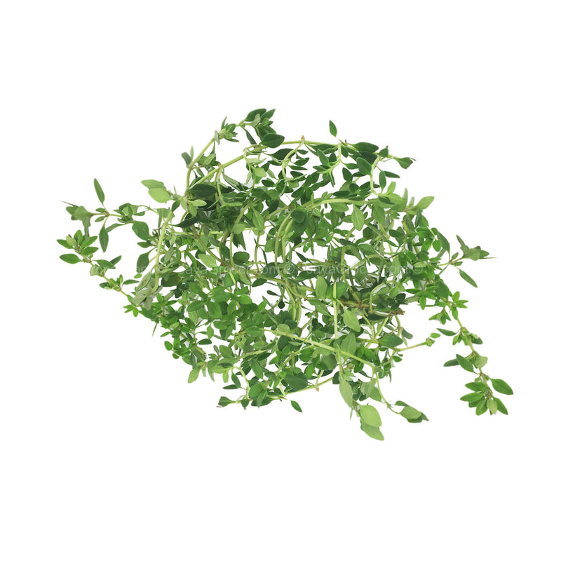 Genting Garden Thyme Leaves (Malaysia) 10g