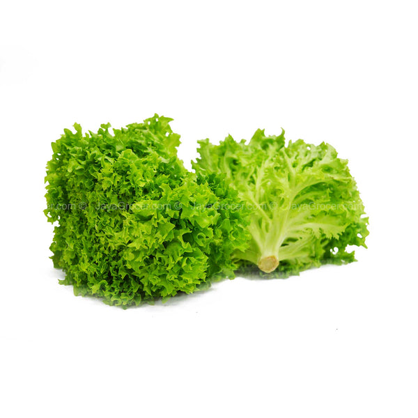 Paprika Farm Green Coral Lettuce (Malaysia) 200g (highest price)