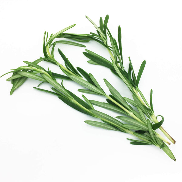 Genting Garden Rosemary Leaves (Malaysia) 10g (highest price)