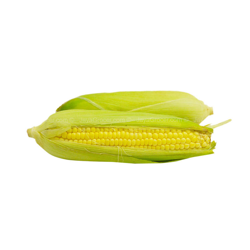 Sweet Corn Yellow (Malaysia)